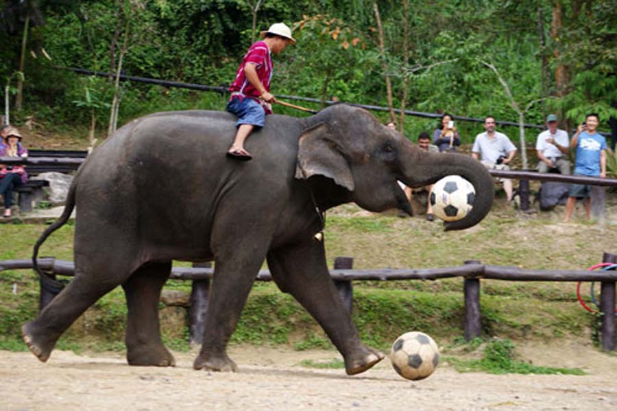 Yuk! Nonton Gajah Sepak Bola di Stadion Lhokseumawe